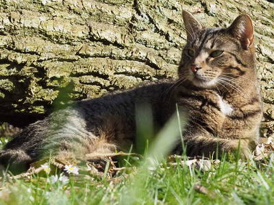 Bild 30 aus  Ferienhof Tödter