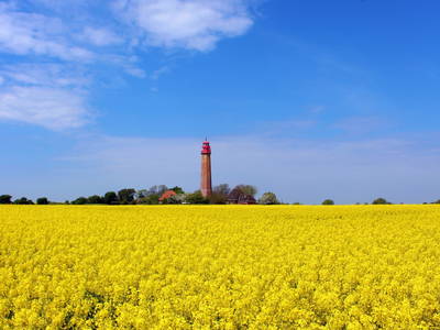 Flügger Leuchtturm bei Rapsblüte