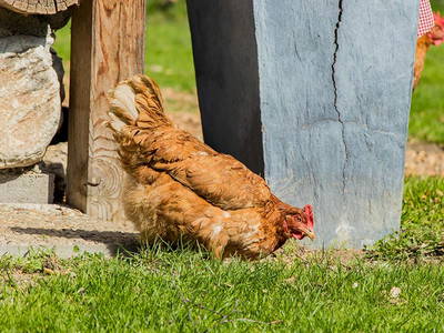 Bild 27 aus  Landselection Appartement Arnoldgut