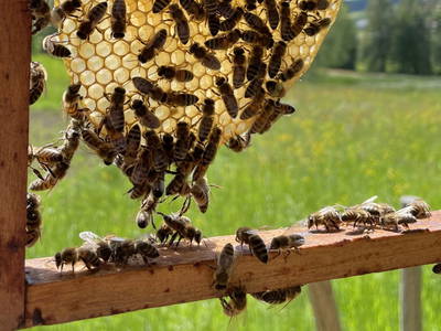 Unsere fleißigen Bienchen