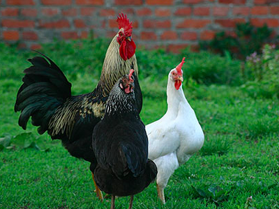 Bild 8 aus  Ferien in Zempow