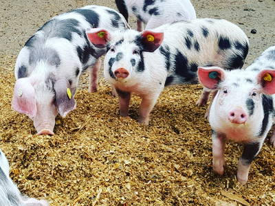 Hofführungen möglich