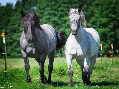 Bild 18 aus  Gutshof Dragefeld