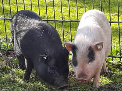 Die Geschwister Rudi & Rosalie