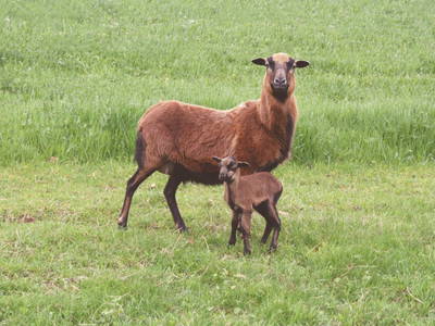 Bild 20 aus  Backhaus Grüntal