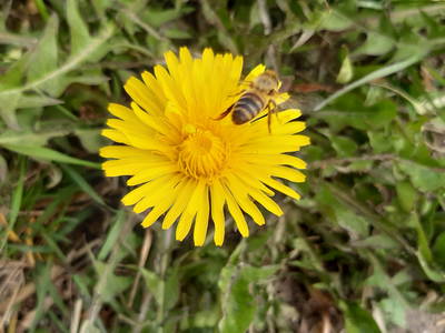 Bild 152 aus  Allgäu Bergferienhof