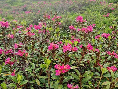Bild 9 aus  Lechnerhof - Clara’s Mountain Lodge