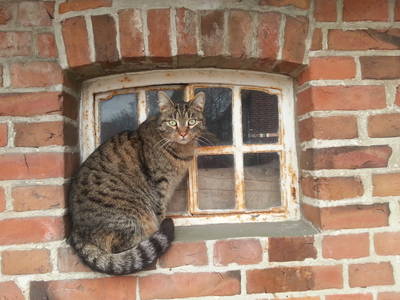 Bild 9 aus  Ferienhof  Steinbruch