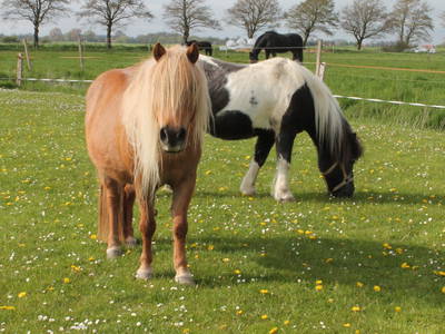 Bild 29 aus  Hof Sassen