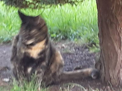 Bild 42 aus  Mayerhof