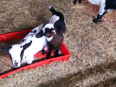 Bild 9 aus  Eichenhof