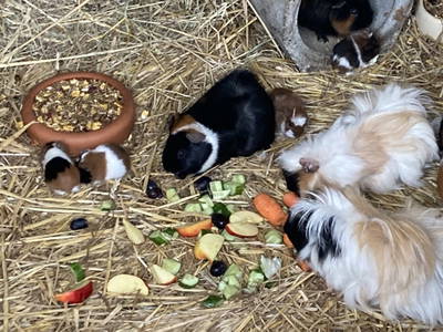 Bild 17 aus  Ostseeferienhof Tralau