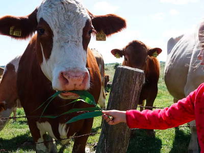 Bild 3 aus  Inselurlaub Fehmarn