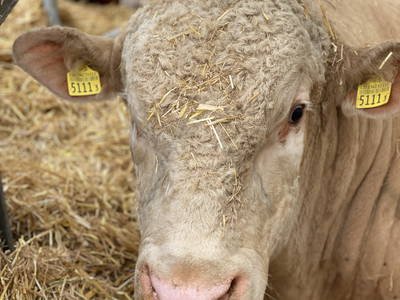 Bild 57 aus  Familien-Bauernhofurlaub im Herzen der Schweiz
