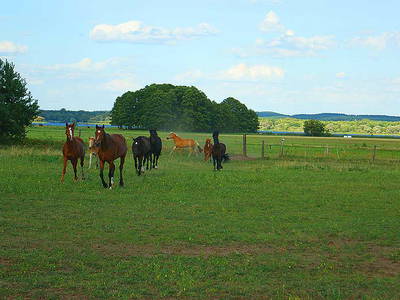 Bild 12 aus  Pferde- und Freizeithof Koplin