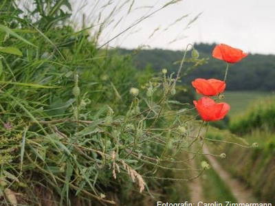 Bild 6 aus  Winzerhof