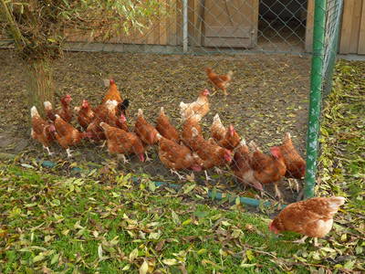 Bild 8 aus  Ferien- und Bauernhof Weiland