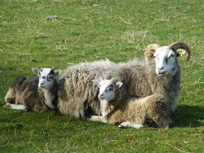 Bild 3 aus  Grenzer Ökohof