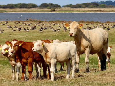 Bild 32 aus  Erlebnis-Bauernhof Kliewe auf der Insel Rügen