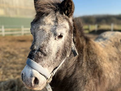 Bild 12 aus  Ferienhof Sell Bauernhofurlaub Ostsee Ponys