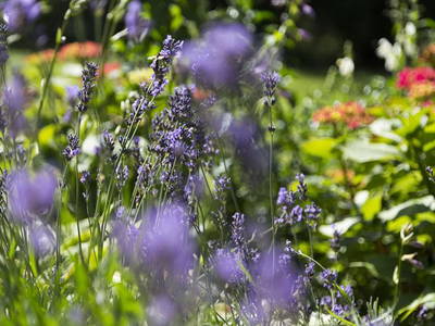 Bild 21 aus  Bio-Obstgut Oberhof