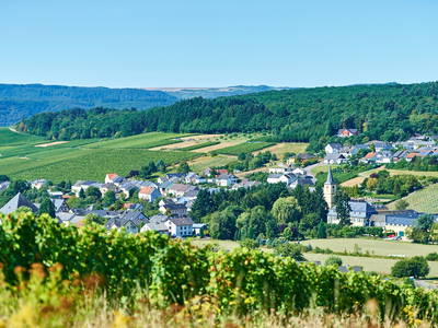 Bild 14 aus  Ferienweingut Willems, Maria Willems