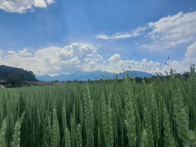 Bild 27 aus  Niederauer Hof