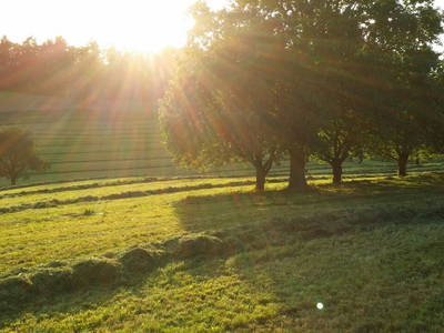 Bild 13 aus  Erholung - Natur pur - Urlaub auf dem Loyerhof
