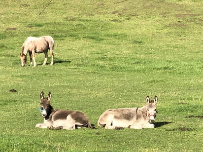 Bild 72 aus  Ostsee Ferienhof Kluvetasch