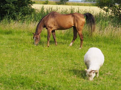 Bild 10 aus  Gut Wellingsbüttel