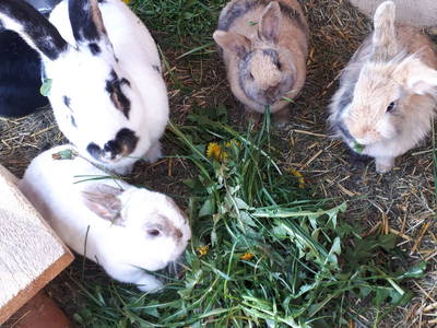 Bild 15 aus  Hof Keppel, der stromlose Urlaub