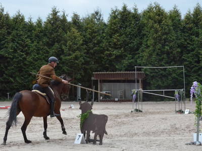 Working Equitation