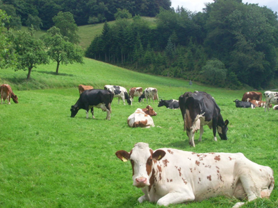 Bild 23 aus  Ramsteinerhof