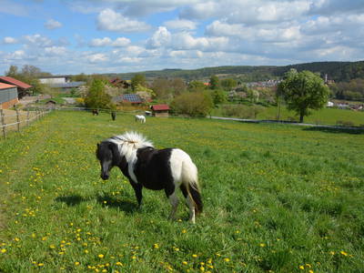 Lorietta genießt Auszeit auf der Weide
