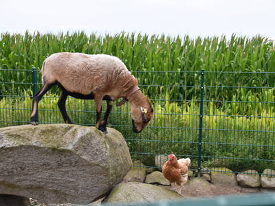 Bild 29 aus  Ostseeferienhof  Stoldt