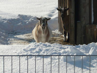 Bild 25 aus  Frankhof