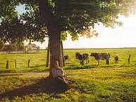 Bild 7 aus  Greiwenhof