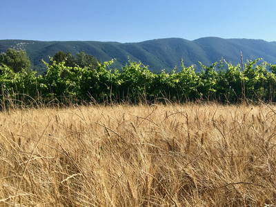 Bild 27 aus  Domaine de La Bastidonne (PROVENCE-LUBERON)