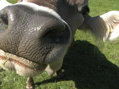 Bild 10 aus  Ferienhof Rasch