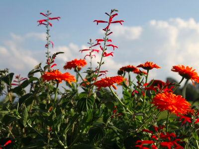 Bild 30 aus  Bio-Bauernhof Holzer