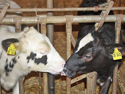 Bild 14 aus  Weberhof am Titisee