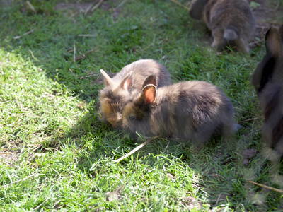 Bild 44 aus  Hof Schlossblick  " der etwas andere Bauernhof "