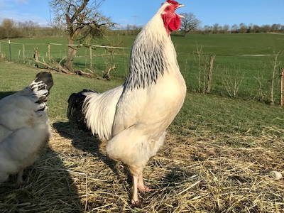Bild 9 aus  Görgenhof - Gnadenhof für Bauernhoftiere