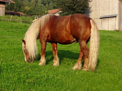 Bild 21 aus  Haberlhof