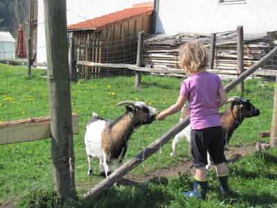 Bild 5 aus  Ferienhof Pfisterer