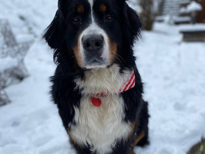 Ruby im Schneetreiben