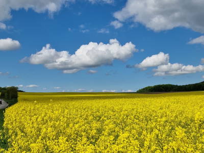 Bild 37 aus  Hof Alte Zeiten