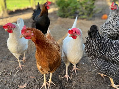 Bild 13 aus  Ferienhof Westermann