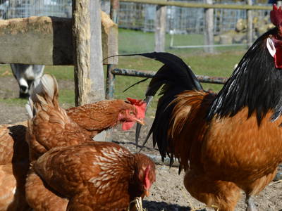 Hahn Kuno mit seinen "Berthas" Ferienhof Kluvetasch