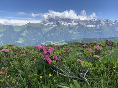 Bild 7 aus  ZE Mountain Lodge